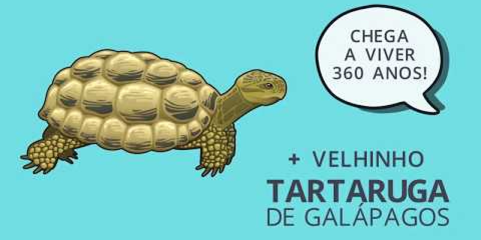 Vídeo Curiosidades: 